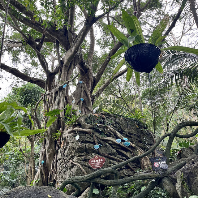 Immersed in Nature: Exploring Yanoda Rainforest in Hainan 