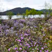 A Blooming Dream: Potatso National Park in Full Flower