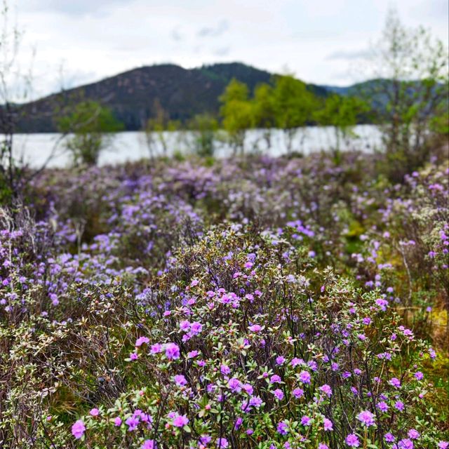 A Blooming Dream: Potatso National Park in Full Flower