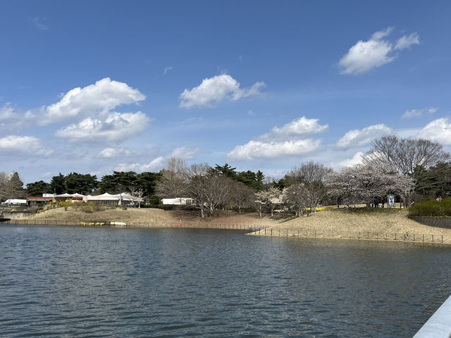🌸【春日花季攻略】國營常陸海濱公園｜錯過粉蝶花也不怕，鬱金香、櫻花、童話風車一次收服你的鏡頭！