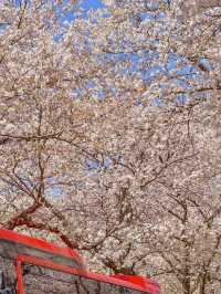 HWAGAE SAMSIN VILLAGE| A HIDDEN CHERRY BLOSSOM GEM IN KOREA