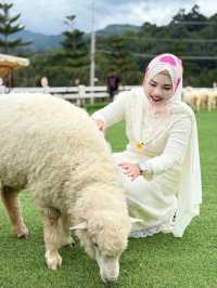 ฟาร์มแกะ ทุ่งสง  - นครศรีธรรมราช 🐑