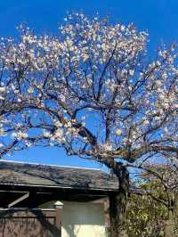 A Gentle Walk Through Odawara – Castles, Coastlines & Sunset Calm