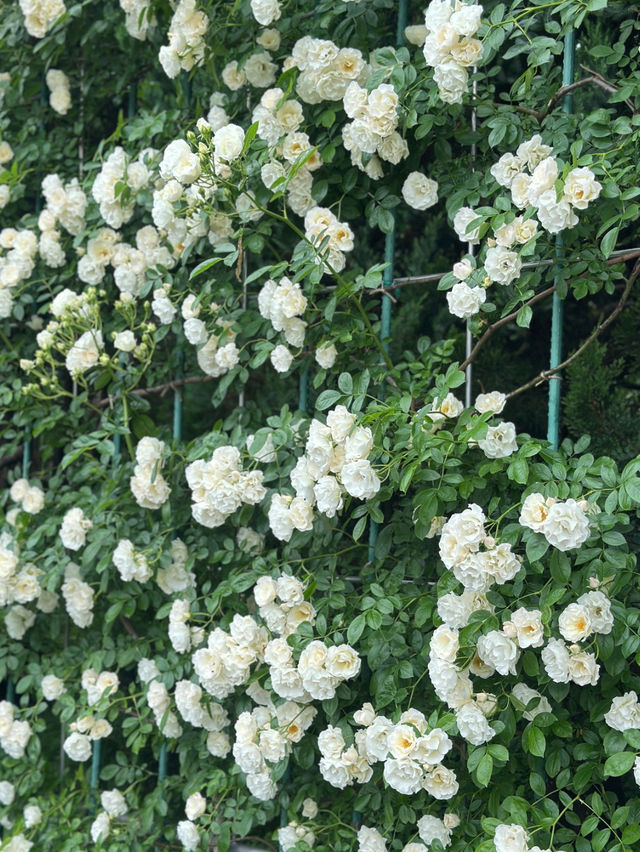 【東京おでかけスポット】神代植物公園バラが見ごろ！公共交通機関で行ける5月〜6月おすすめ