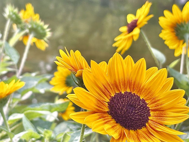 不用出國，香港公園的向日葵花海🌻☀️