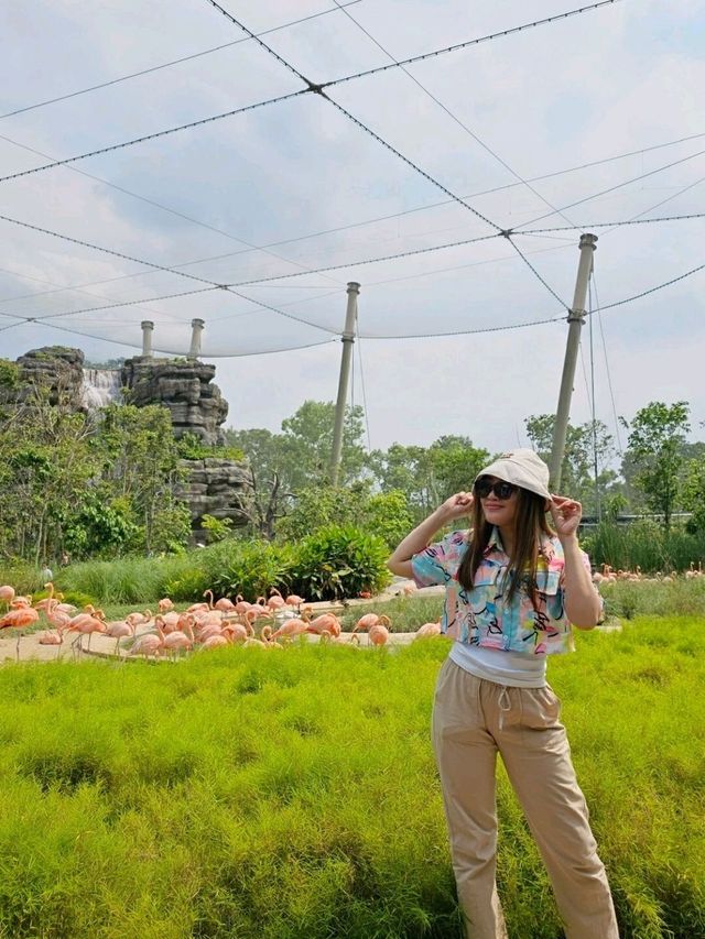 The Day I Met the Pink Flamingos