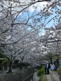 Wandering the Philosopher’s Path – Kyoto’s Most Peaceful Stroll