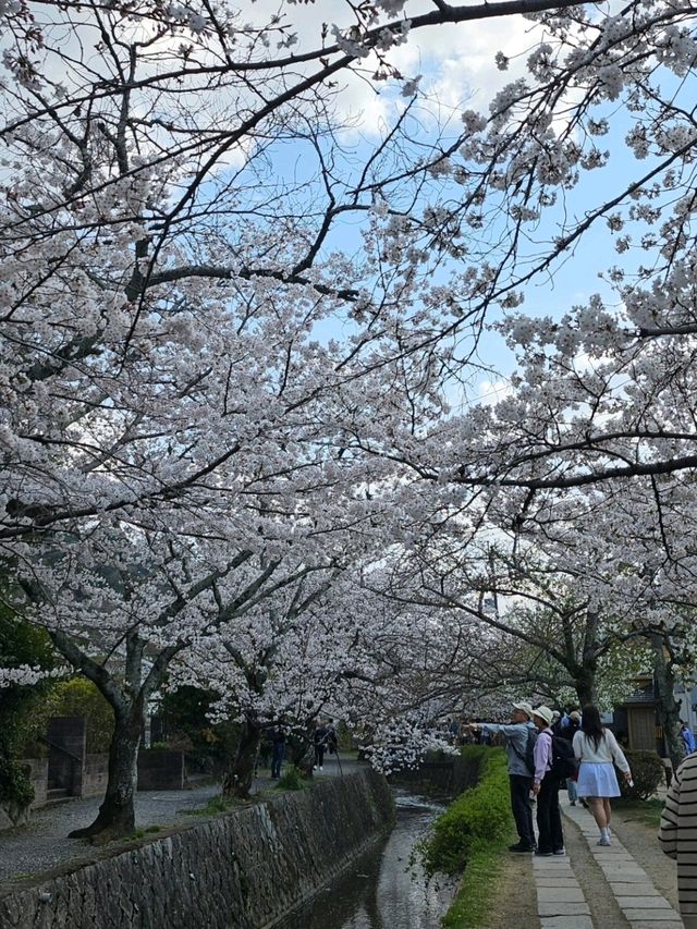 Wandering the Philosopher’s Path – Kyoto’s Most Peaceful Stroll