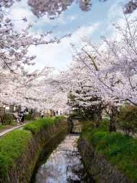 Wandering the Philosopher’s Path – Kyoto’s Most Peaceful Stroll