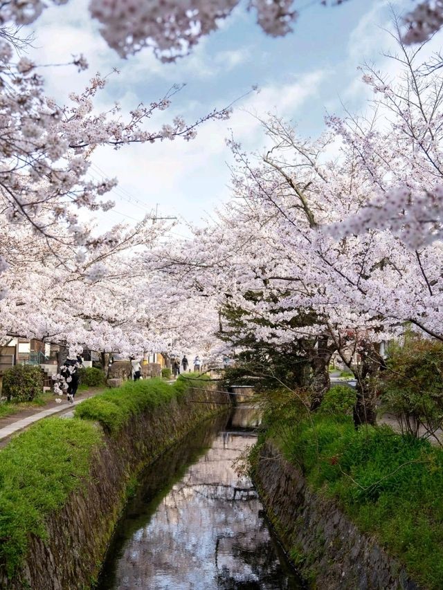 Wandering the Philosopher’s Path – Kyoto’s Most Peaceful Stroll