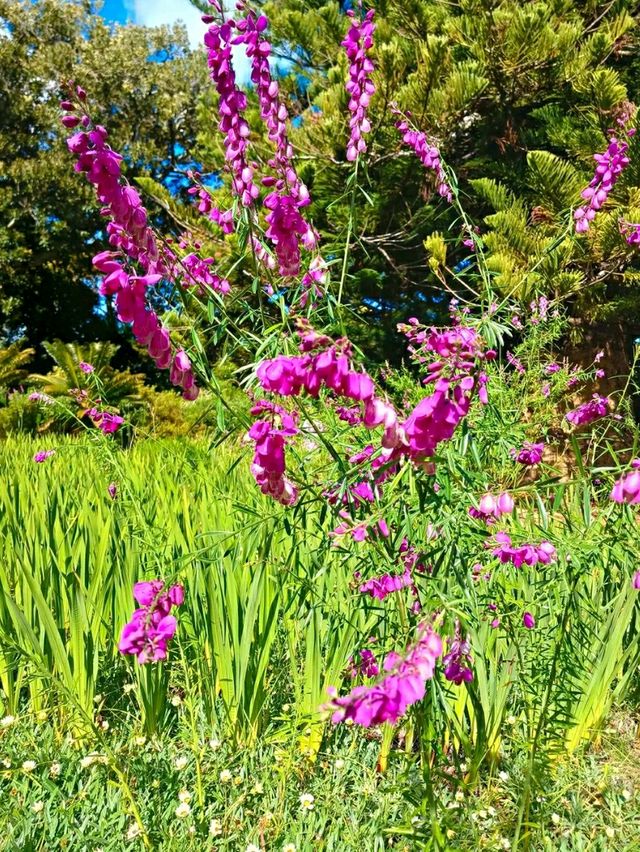 Arderne Gardens: Romance and Roots in Cape Town’s Leafy South