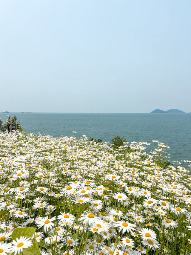 지금 당장 가야하는 샤스타데이지 꽃밭 추천