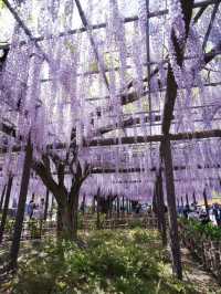 【行く前にこれ見て】古社の境内に垂れ下がる神秘的な紫のカーテン💜✨※観光攻略情報付き