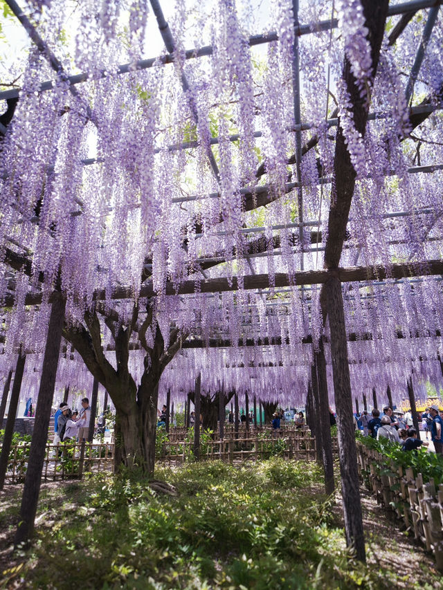 【行く前にこれ見て】古社の境内に垂れ下がる神秘的な紫のカーテン💜✨※観光攻略情報付き