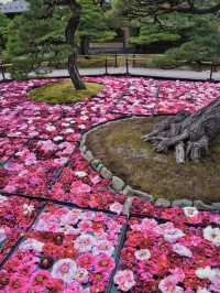 水面に咲き誇る絢爛絵巻🌸💧※観光攻略情報付き