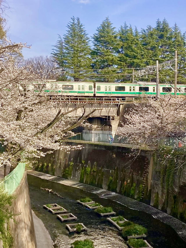 Nature & Retro Café Vibes in Itabashi, Tokyo🌸
