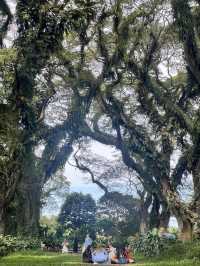 バニュワンギ🌳地元民しか訪れない観光スポット
