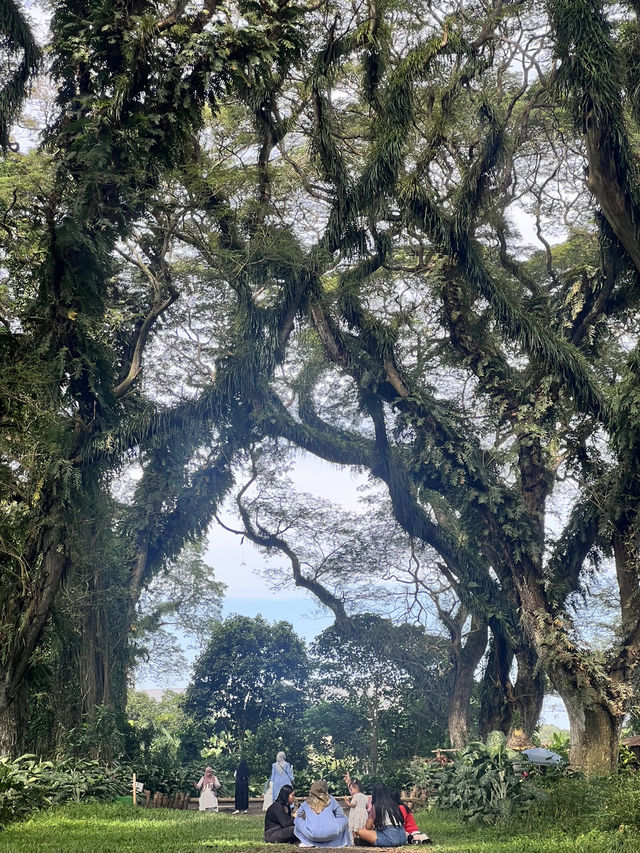 バニュワンギ🌳地元民しか訪れない観光スポット