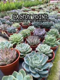 Little pricks heaven at Cactus Point 🌵