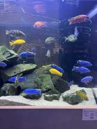 【兵庫】神秘的でアートな水族館
