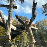 Melbourne Zoo – Melbourne, VIC