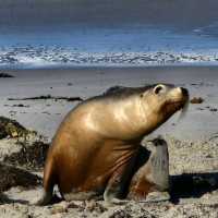 Kangaroo Island – SA