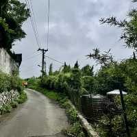 陽明山山豬湖山走走