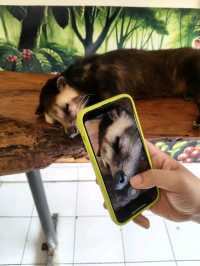 🇮🇩Have you tried Civet Poop Coffee?💩Luwak Coffee