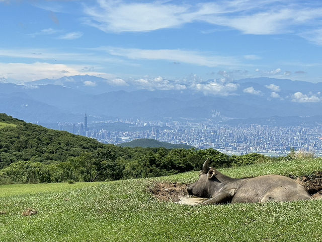 擎天崗天氣晴