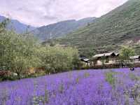  💜 Lavender Fields + Ancient Qiang Vibes at Yangliu Village