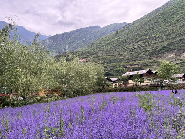   💜 Lavender Fields + Ancient Qiang Vibes at Yangliu Village