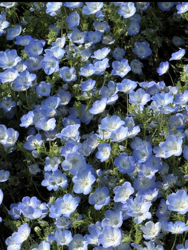 🌼【茨城・ひたちなか市 国営ひたち海浜公園】青の絨毯とコキアの丘で心も景色もリフレッシュ！ 
