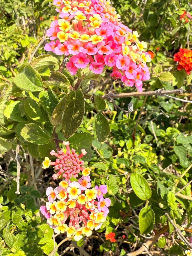 Atami in Summer: Hot Springs, Fireworks & Seaside Escapes Near Tokyo
