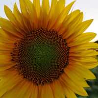 🌻✨ Sunflower Weekend at Kenyon Hall Farm: A Golden Summer Escape