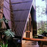 🌲Doi Bo Luang FIO – ที่พักกลางสวนป่าสน ในเชียงใหม่