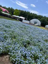 北海道 美瑛（四季彩之丘）（白金青池）（白鬚瀑布）、富良野（富田農場）