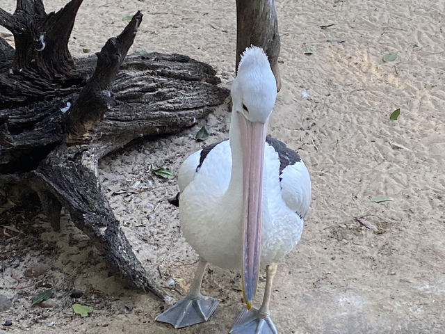 Featherdale Sydney Wildlife Park