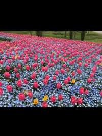 【国営明石海峡公園】海と花とアートが融合する、淡路島の癒しパーク旅🌼🎨
