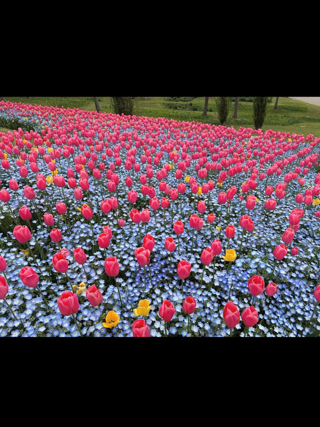 【国営明石海峡公園】海と花とアートが融合する、淡路島の癒しパーク旅🌼🎨