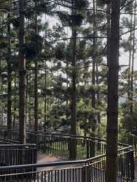 Hilltop Views & Pine Vibes – My Walk at Taman Saujana Hijau