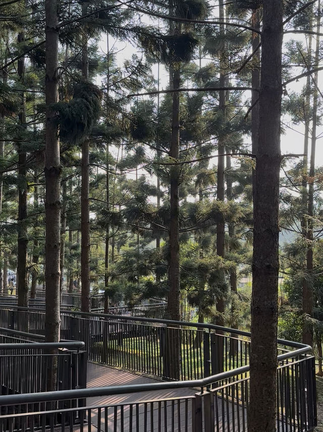 Hilltop Views & Pine Vibes – My Walk at Taman Saujana Hijau