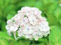 關西6月必訪！三室户寺繡球花盛放 京都1小時直達