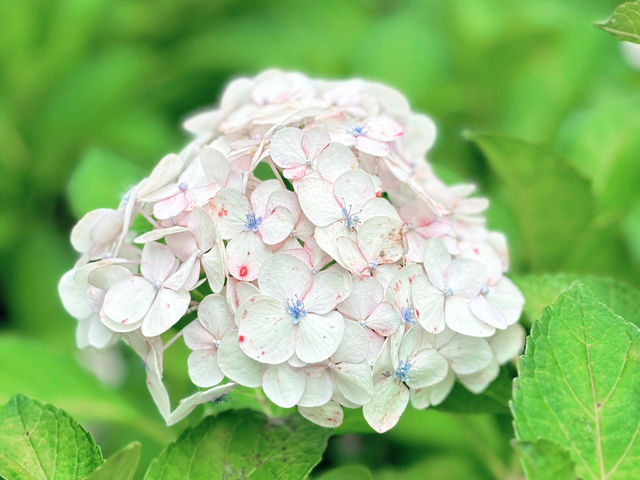 關西6月必訪！三室户寺繡球花盛放 京都1小時直達