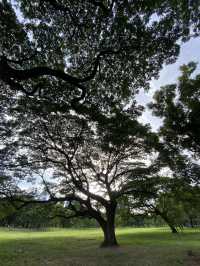 ชวนมาสูดอากาศธรรมชาติ ที่สวนรถไฟ 🌳🌱