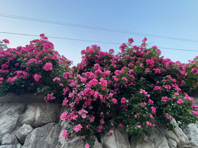 금오천 산책로 함께 걸을래요? 
