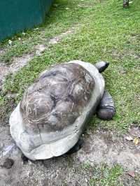 “Explore the Fascinating World of Reptiles at Rimba Reptilia”