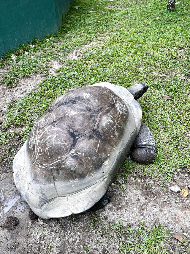 “Explore the Fascinating World of Reptiles at Rimba Reptilia”