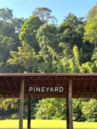 Pineyard Café – Rustic charm by the lake