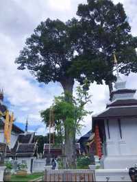 วัดเจดีย์หลวงวรวิหาร (Wat Chedi Luang Worawihan)