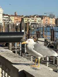 Piazza San Macro: Venice’s Gilded Heart